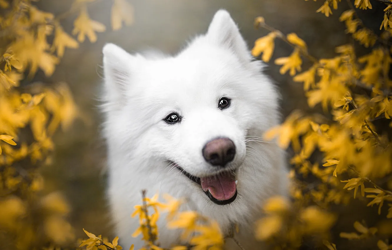 Photo wallpaper language, white, look, flowers, close-up, branches, yellow, nature