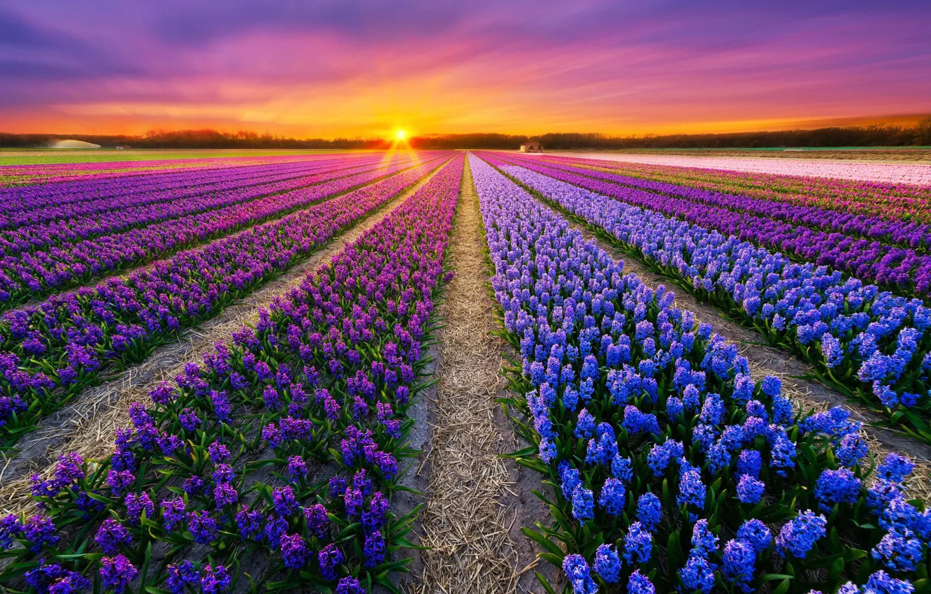 Photo wallpaper field, the sky, the sun, sunset, flowers, spring, dal, purple