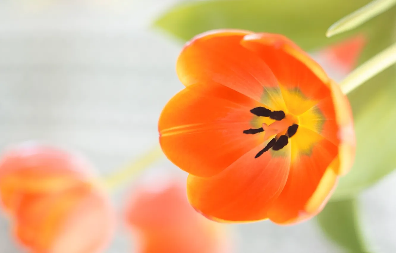 Photo wallpaper flower, nature, Tulip, spring, petals