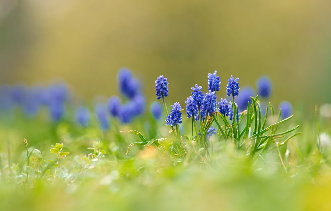 Photo wallpaper flowers, glade, bokeh, Muscari, spring, blue