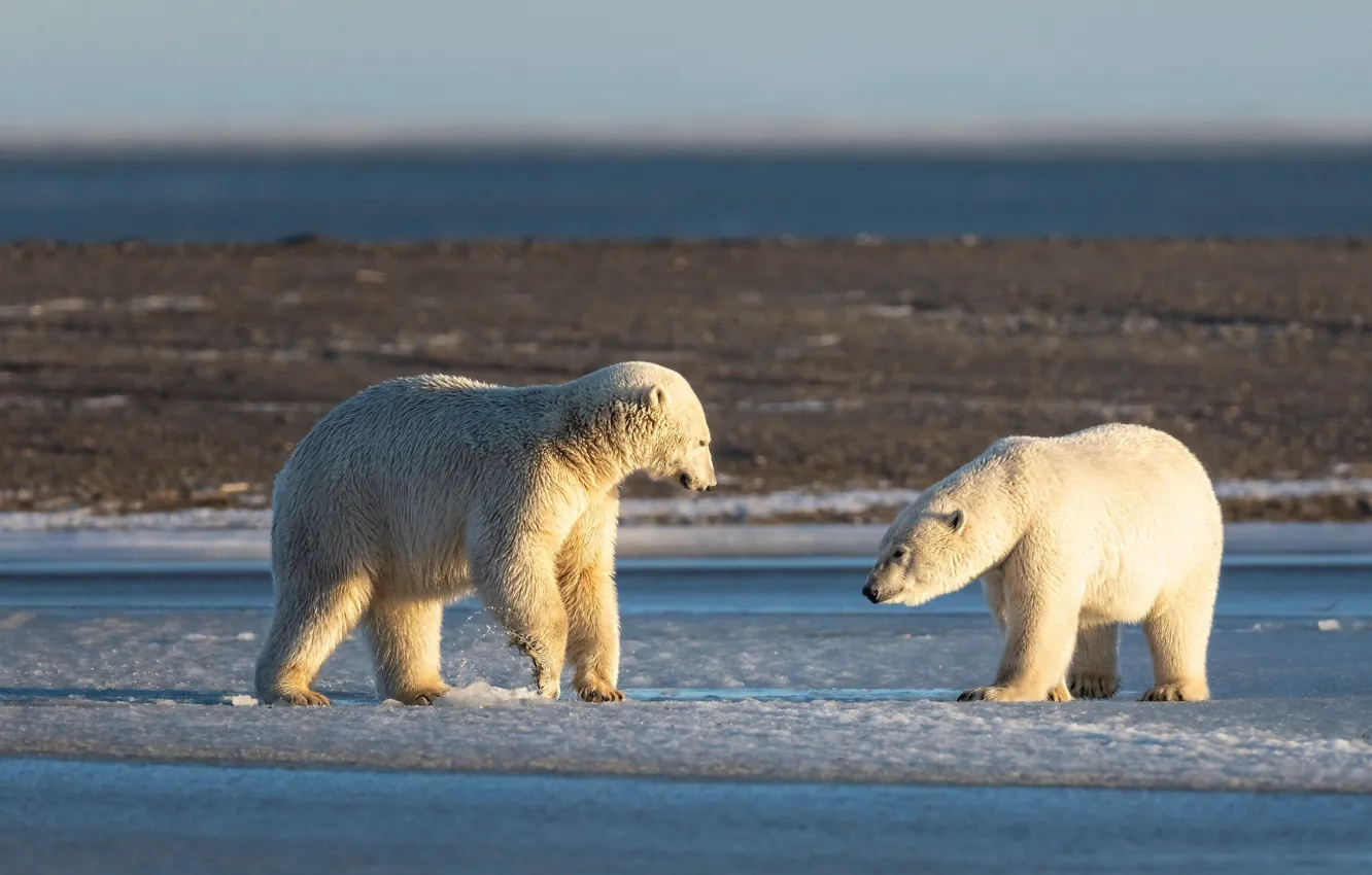 Photo wallpaper winter, white, light, snow, nature, pose, shore, two