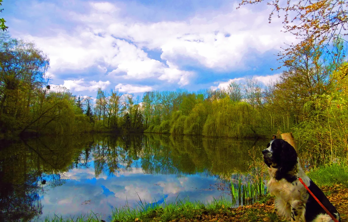 Photo wallpaper autumn, clouds, reflection, lake, foliage, dog, trees, dog