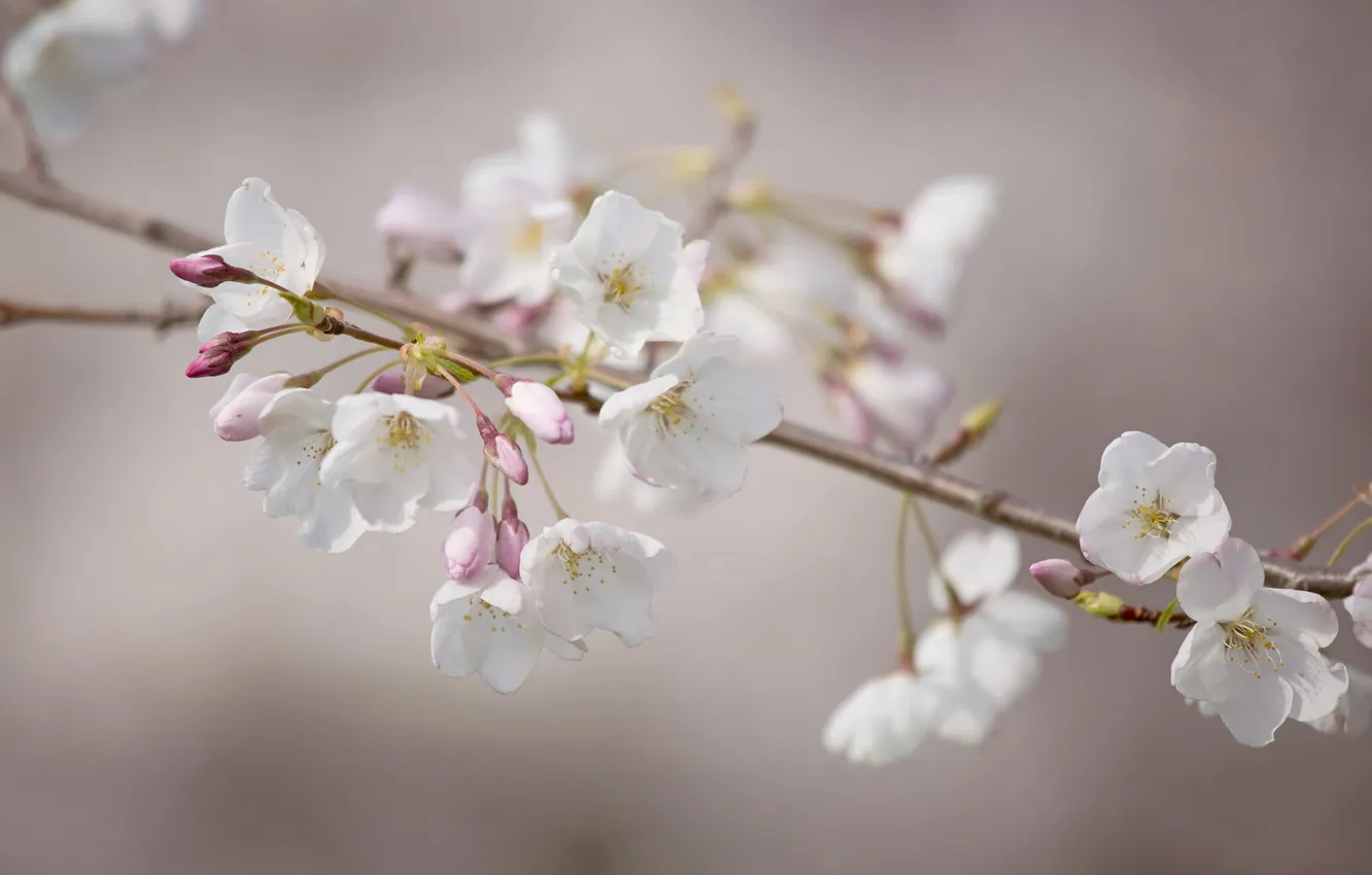 Photo wallpaper nature, spring, Cheery Blossoms