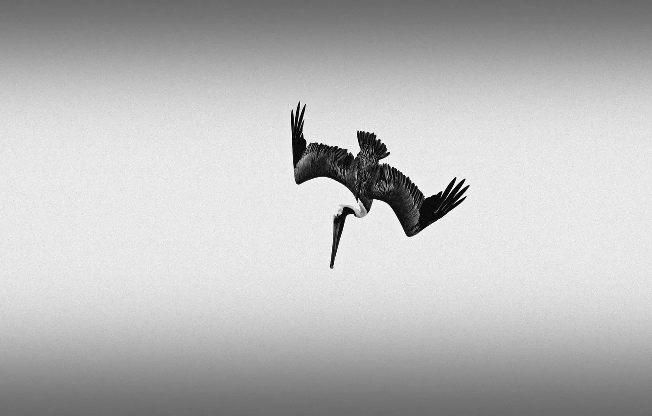 Photo wallpaper flight, attack, fishing, wings, beak, Pelican