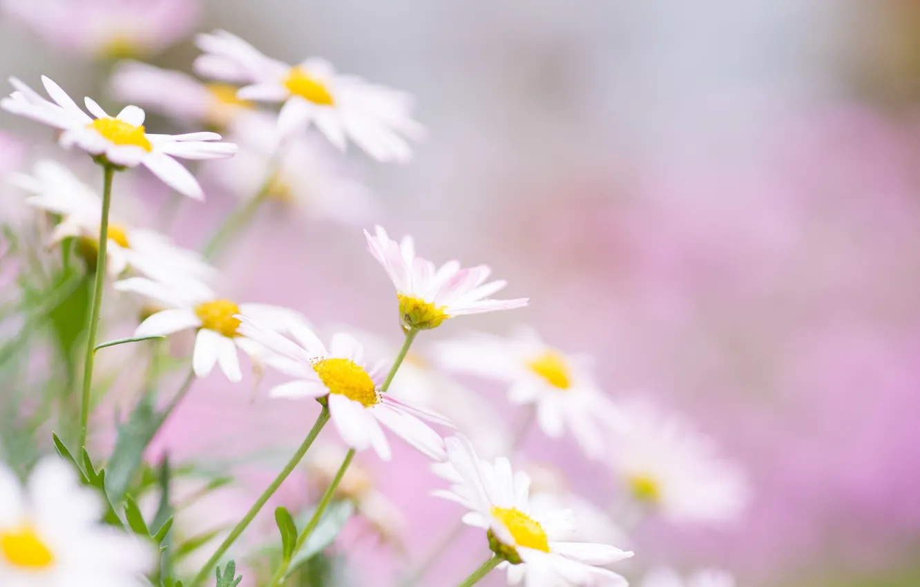 Photo wallpaper macro, flowers, chamomile, petals, bokeh