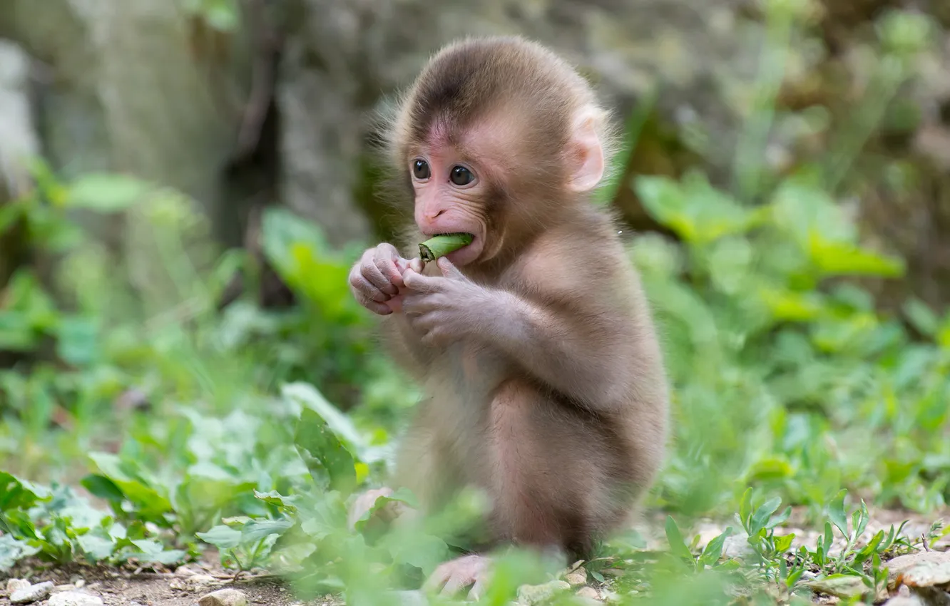 Photo wallpaper grass, baby, monkey, cub