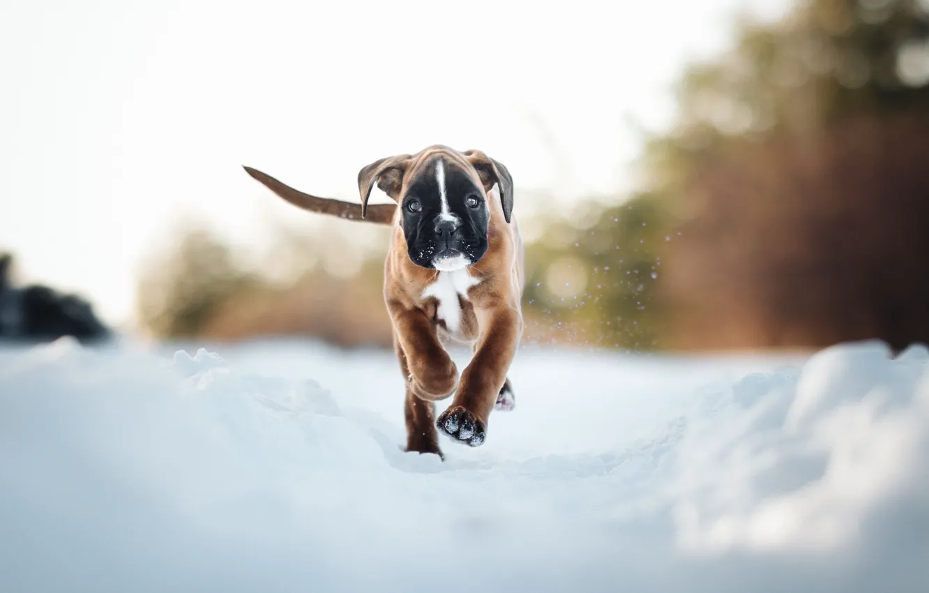 Photo wallpaper winter, snow, dog, puppy, walk, boxer