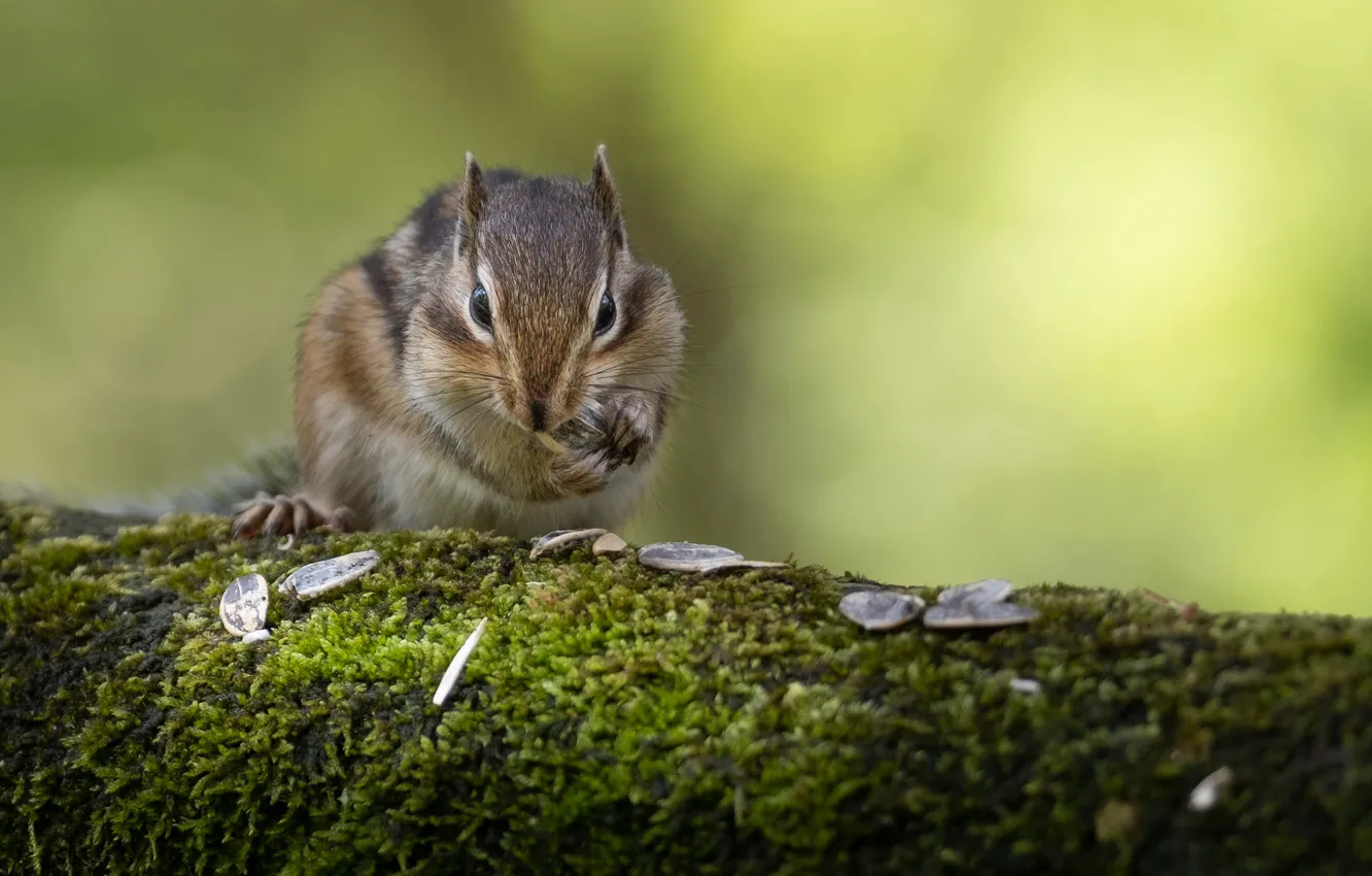 Photo wallpaper pose, background, moss, Chipmunk, log, seeds, meal