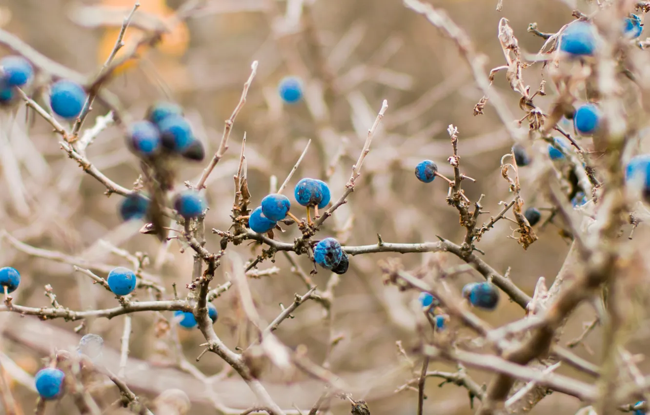 Photo wallpaper autumn, blue, blueberries, light