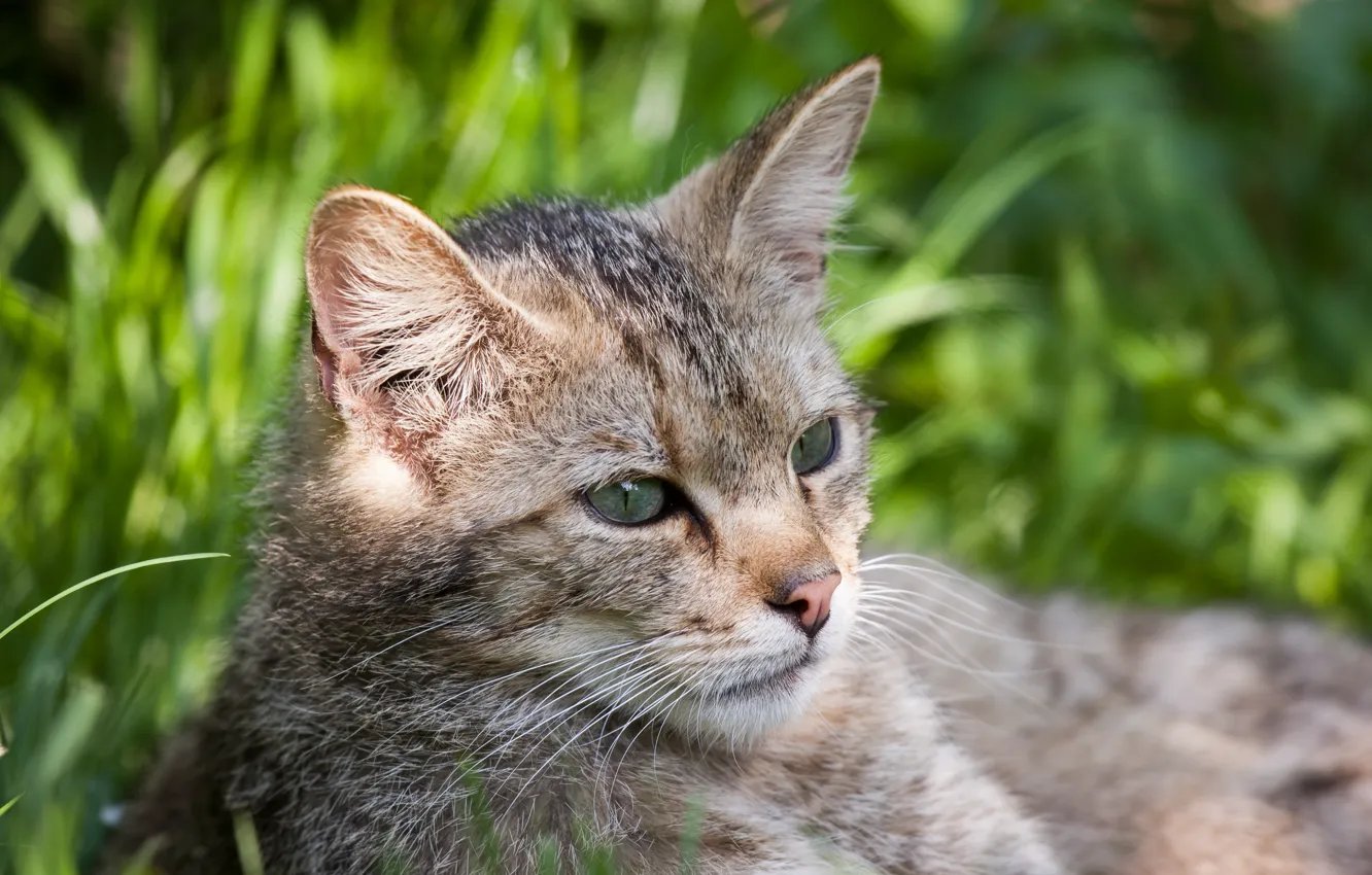 Photo wallpaper cat, face, wildcat, wild cat