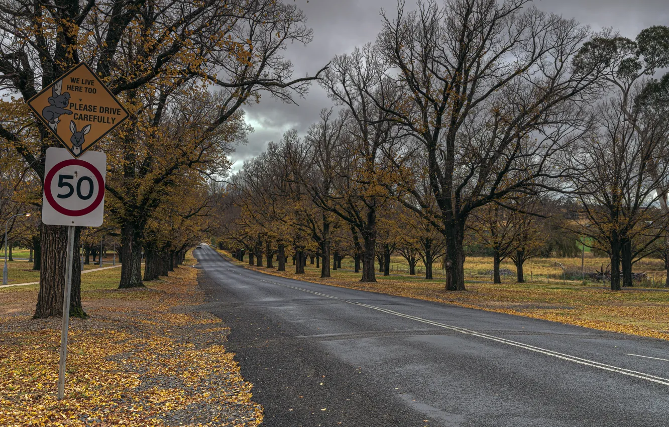 Photo wallpaper Australia, NSW, Armidale, Elm Avenue, University of New England