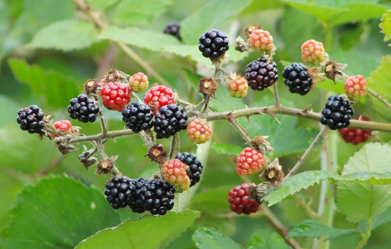 Photo wallpaper black, food, fruit, twig