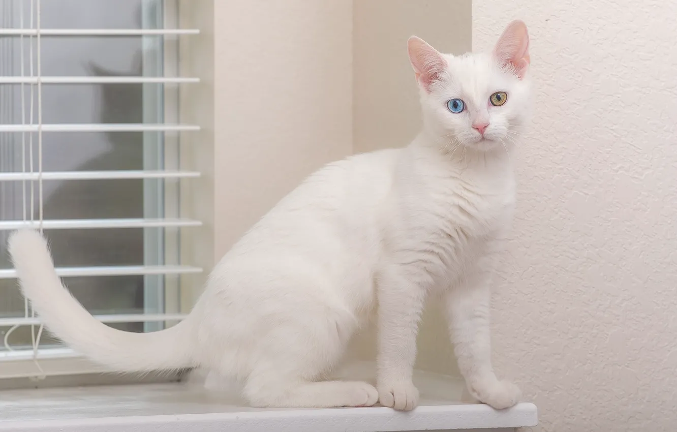 Photo wallpaper cat, eyes, look, white