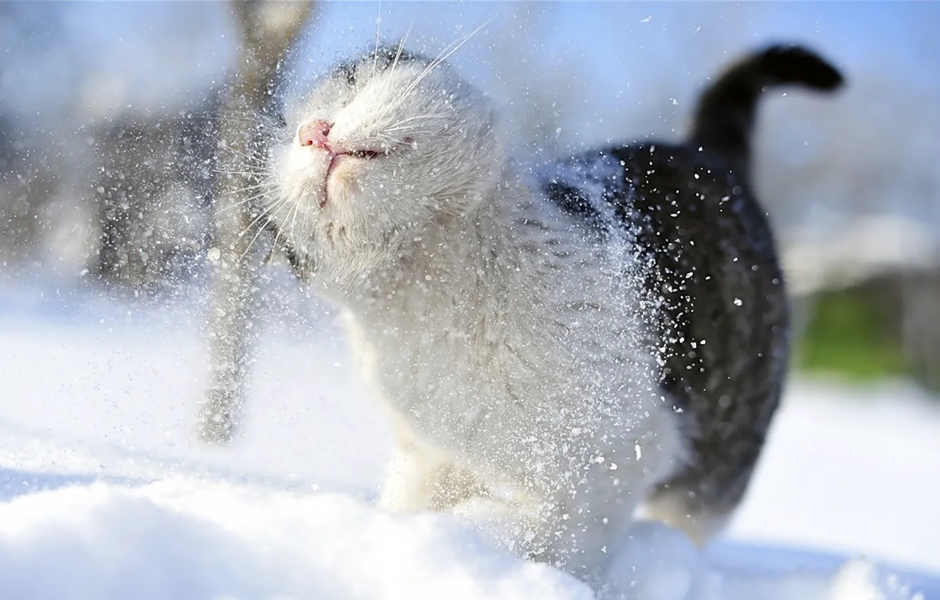 Photo wallpaper cat, mustache, snow, snow, paws, blur, tail, shower