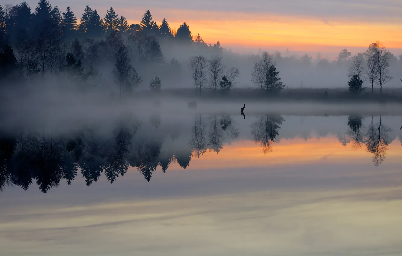 Photo wallpaper forest, fog, lake, pond, surface, dawn, morning