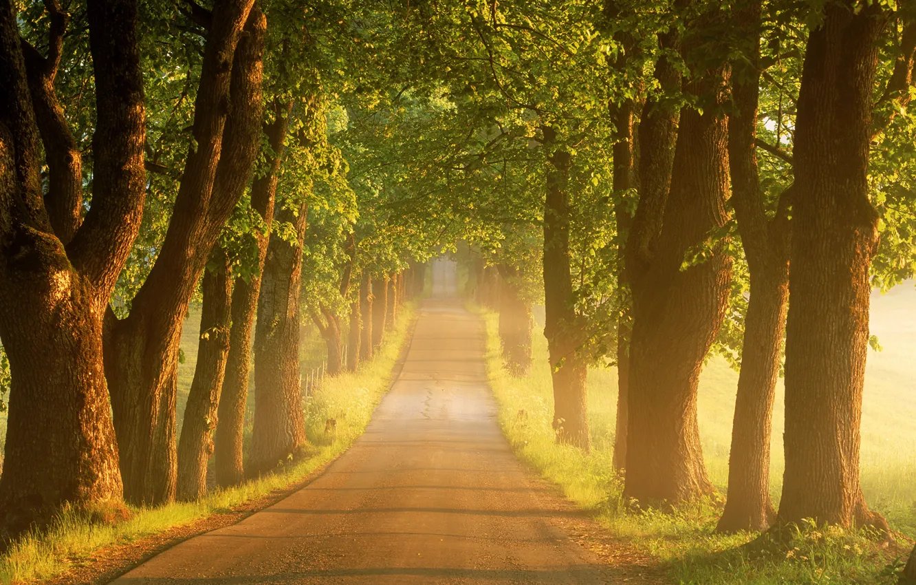 Photo wallpaper road, summer, trees, fog, sunrise, morning, Sweden