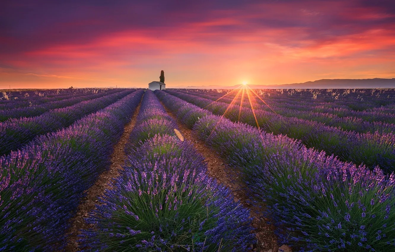 Photo wallpaper field, summer, the sun, light, lavender