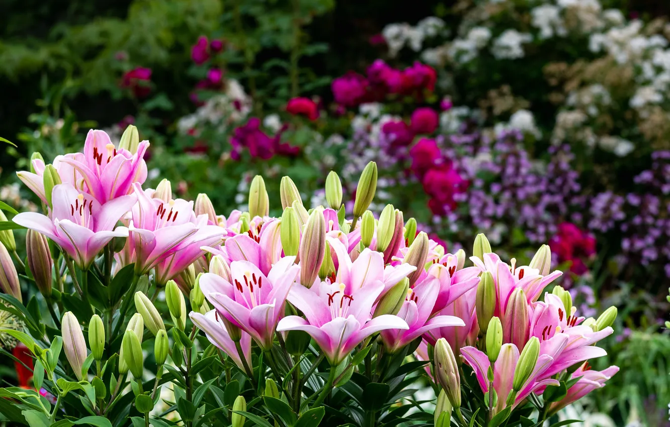 Photo wallpaper Lily, pink, buds