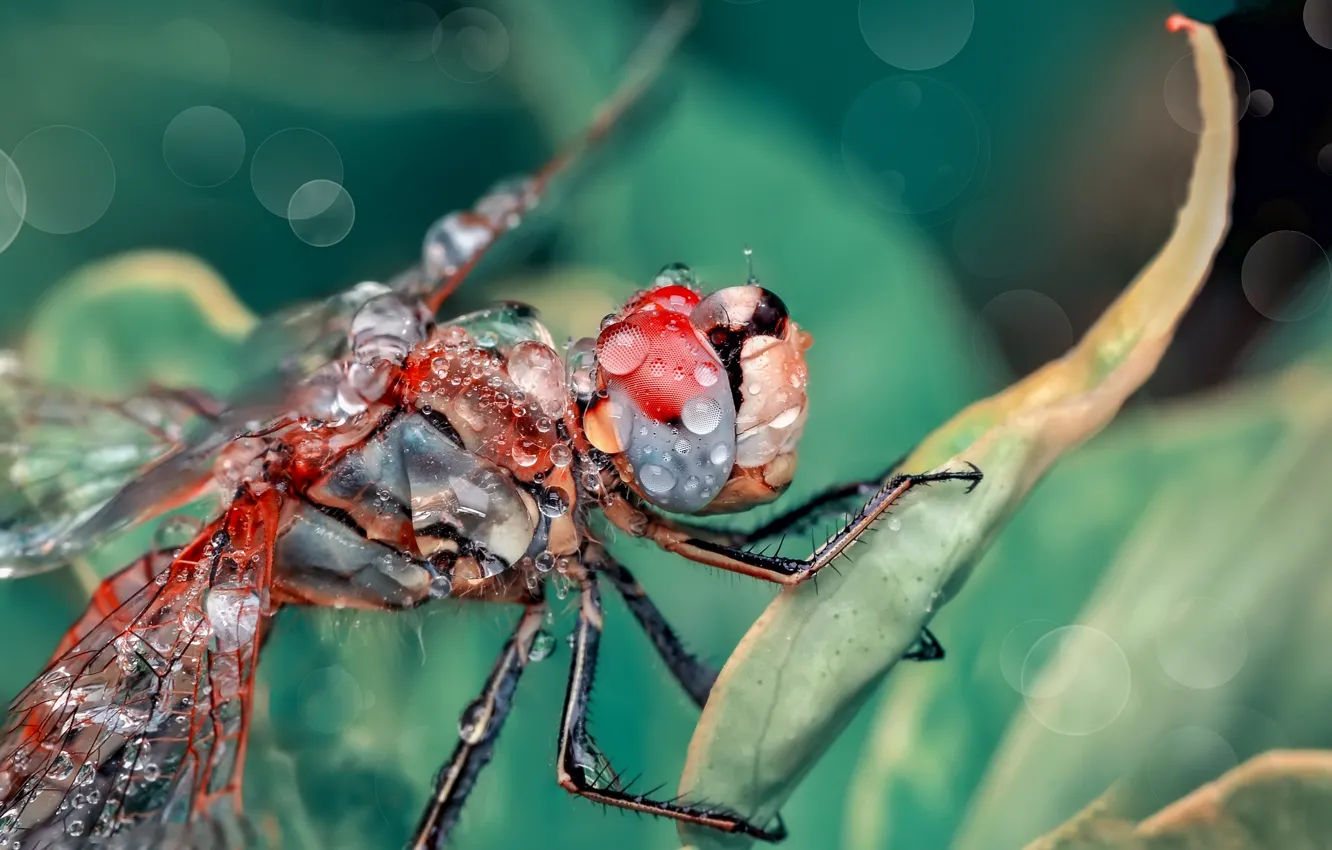 Photo wallpaper leaves, drops, macro, dragonfly, insect