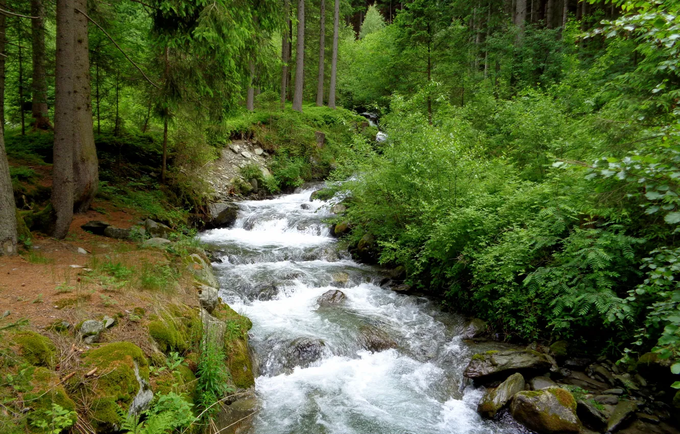 Photo wallpaper forest, summer, nature, green, stream, summer, river, forest