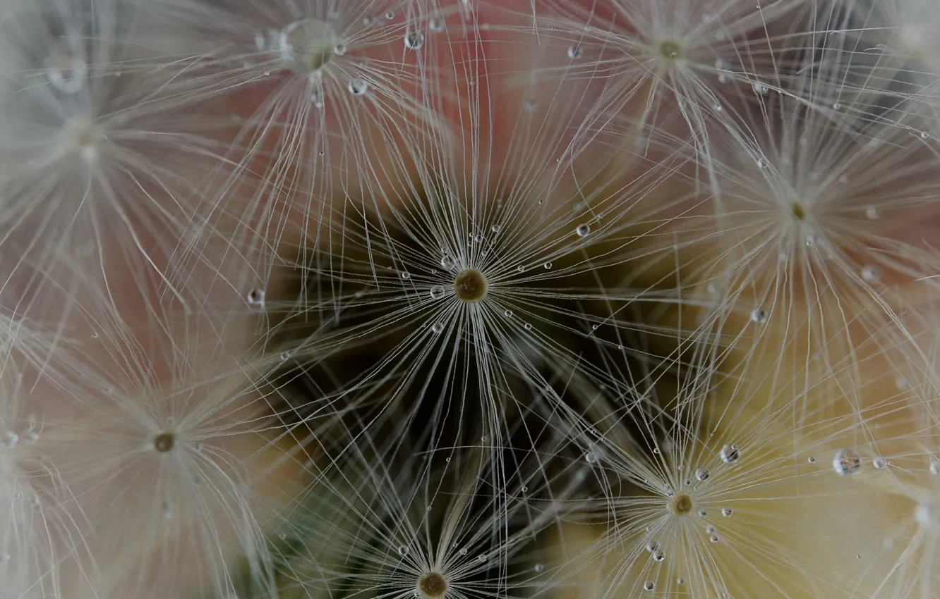 Photo wallpaper nature, dandelion, drop, blade of grass