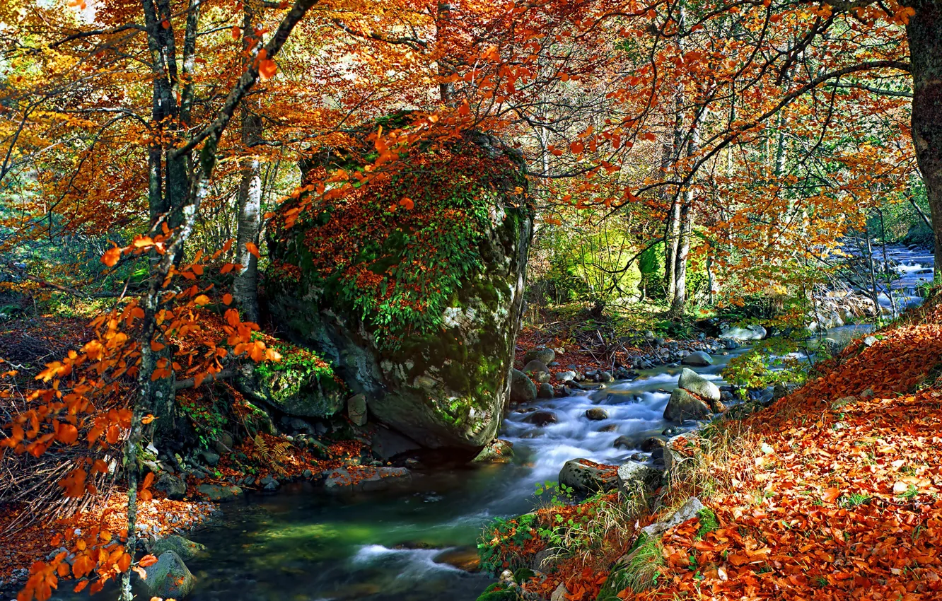 Photo wallpaper autumn, forest, leaves, trees, Park, river, colorful, forest