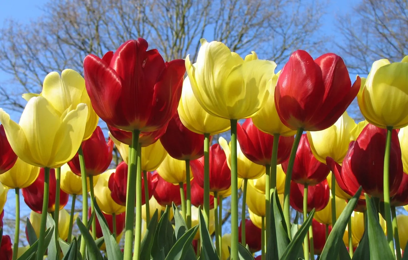 Photo wallpaper yellow, red, tulips, flowerbed