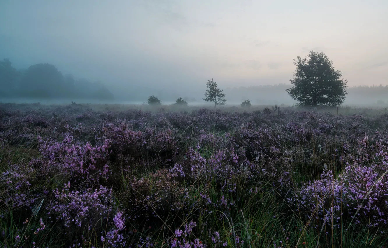 Photo wallpaper field, trees, fog, dawn, lavender