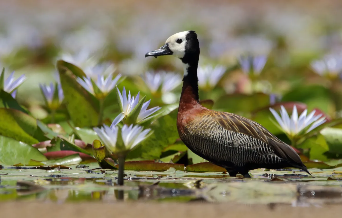 Photo wallpaper flowers, bird, duck, water lilies