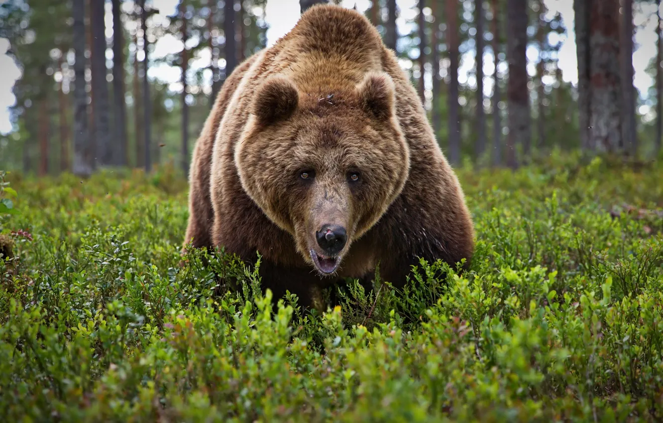 Photo wallpaper forest, look, face, bear, beast, The Bruins, Alexander Perov