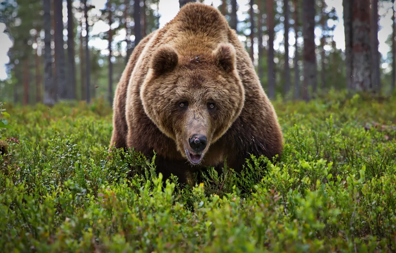 Photo wallpaper forest, look, face, bear, beast, the Bruins, Alexander Perov