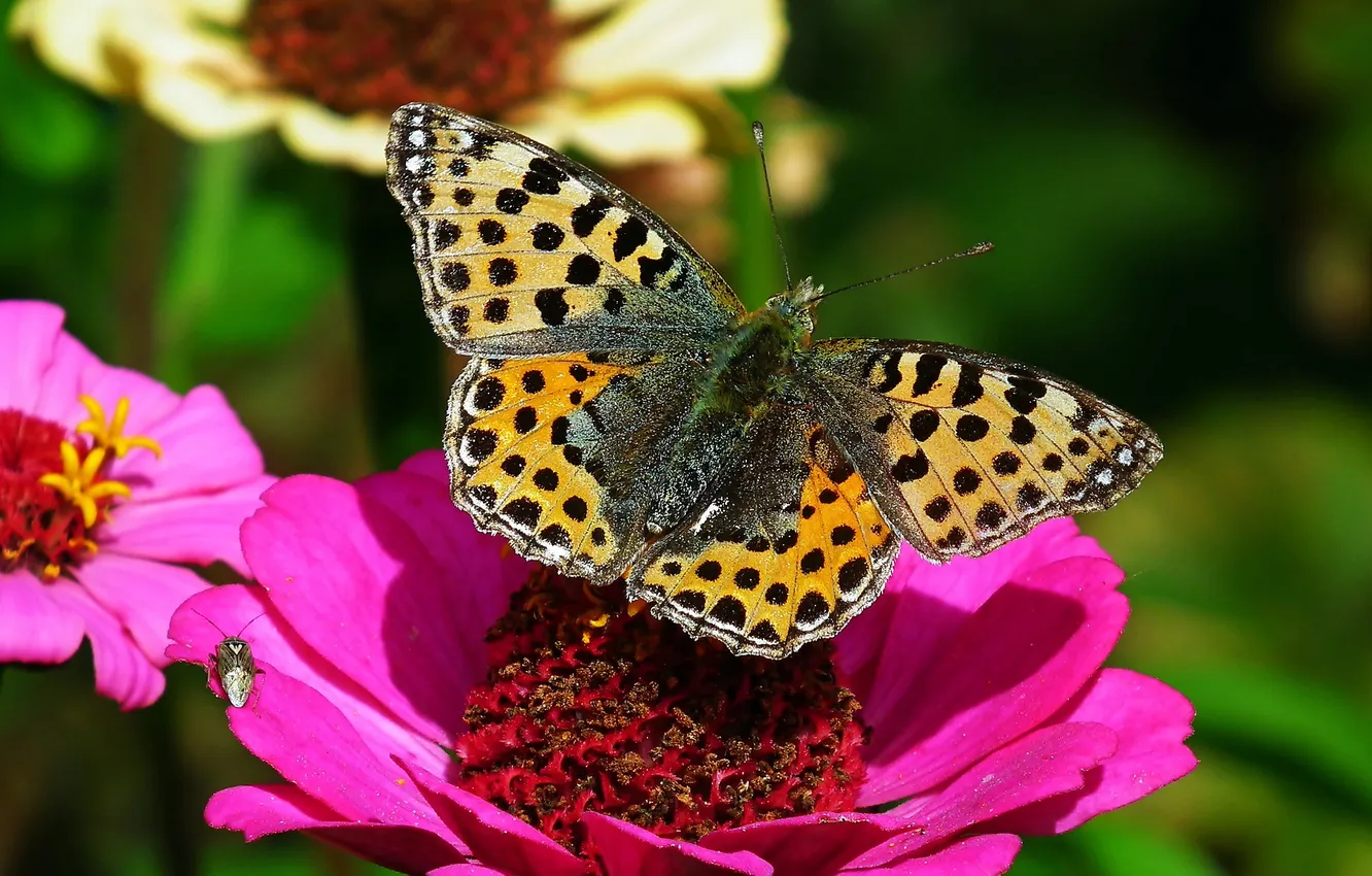 Photo wallpaper flowers, macro, butterfly, wings, beautiful, closeup