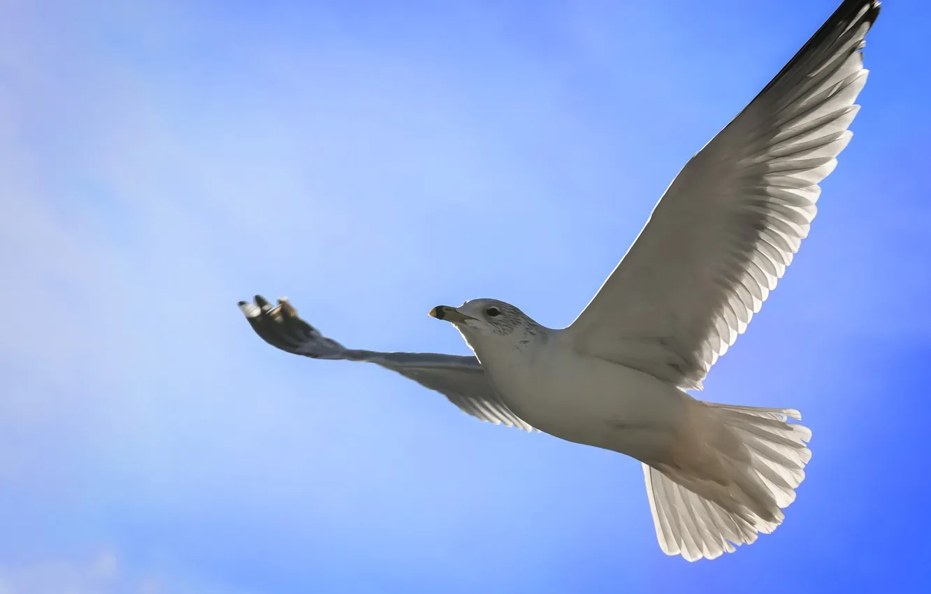 Photo wallpaper the sky, seagulls, flight. wings
