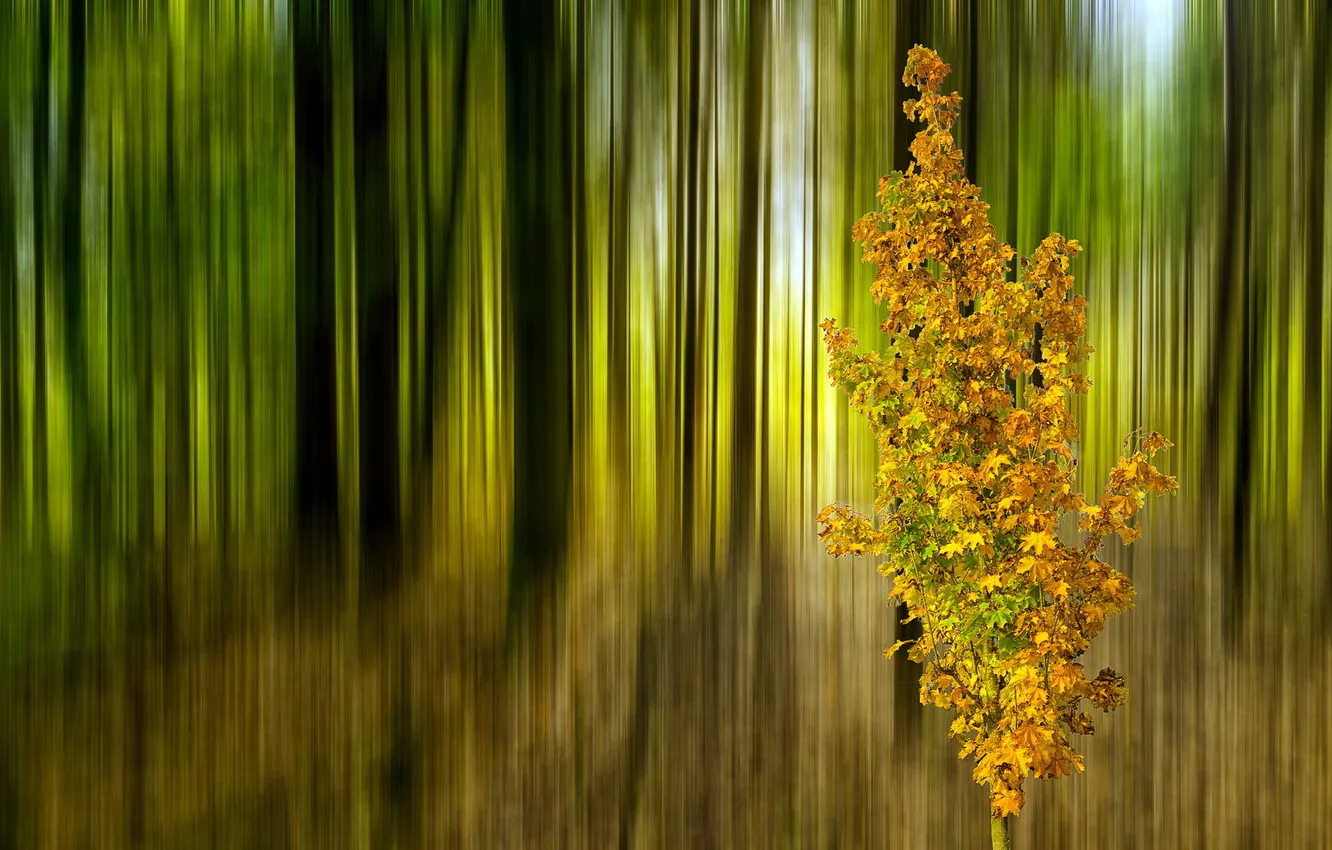 Photo wallpaper trees, nature, style, background