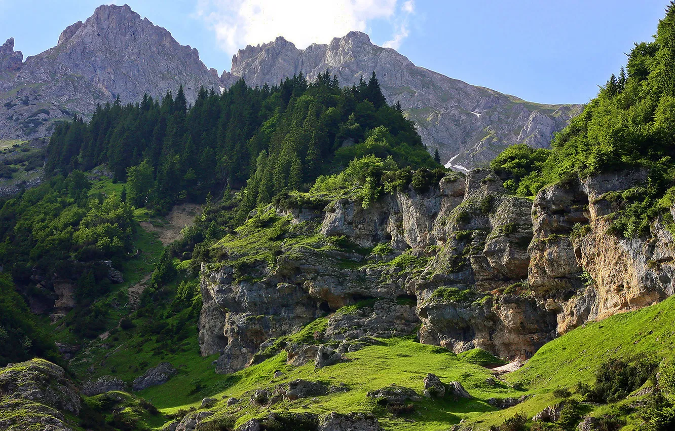 Photo wallpaper greens, trees, mountains, stones, rocks, moss, slope