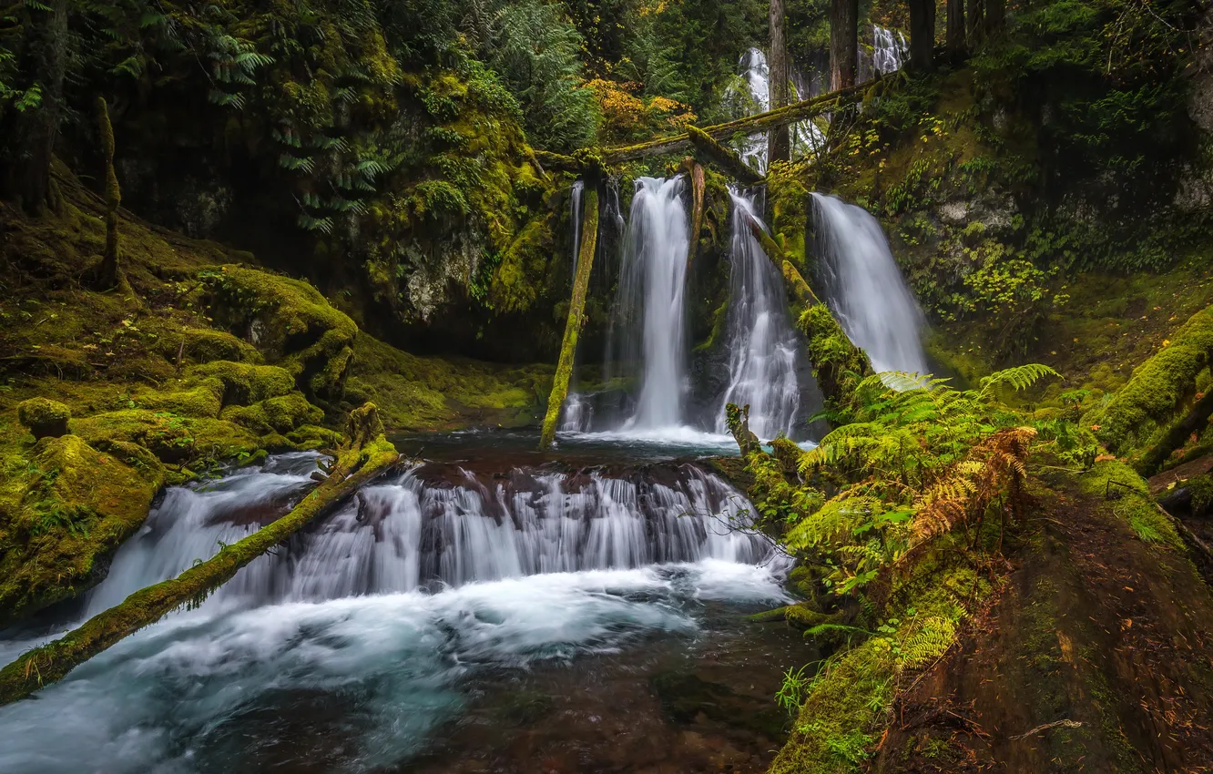 Photo wallpaper trees, Park, waterfall, moss, USA, Silver Falls State Park