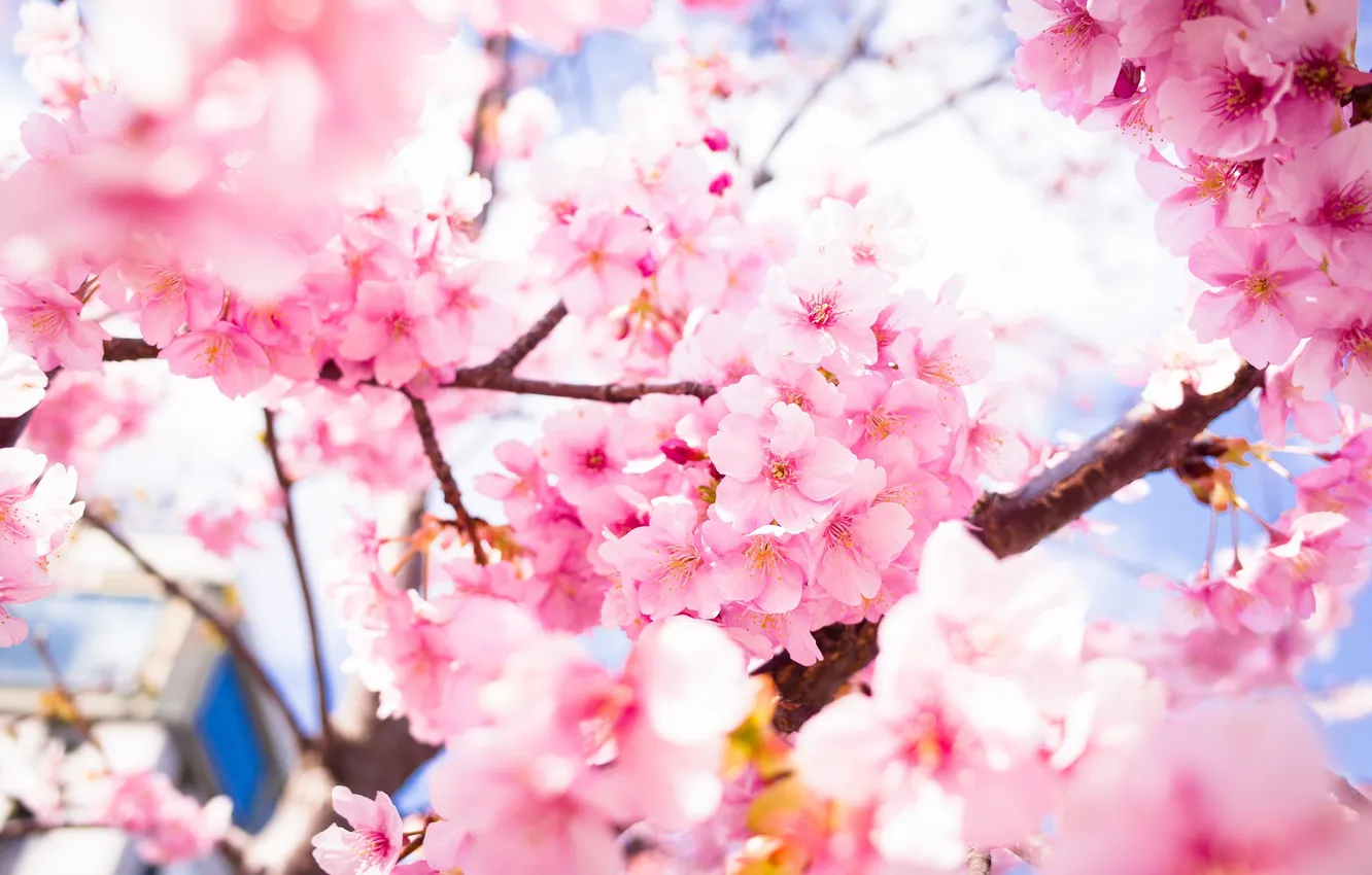 Photo wallpaper flowers, spring, petals, Sakura, flowering