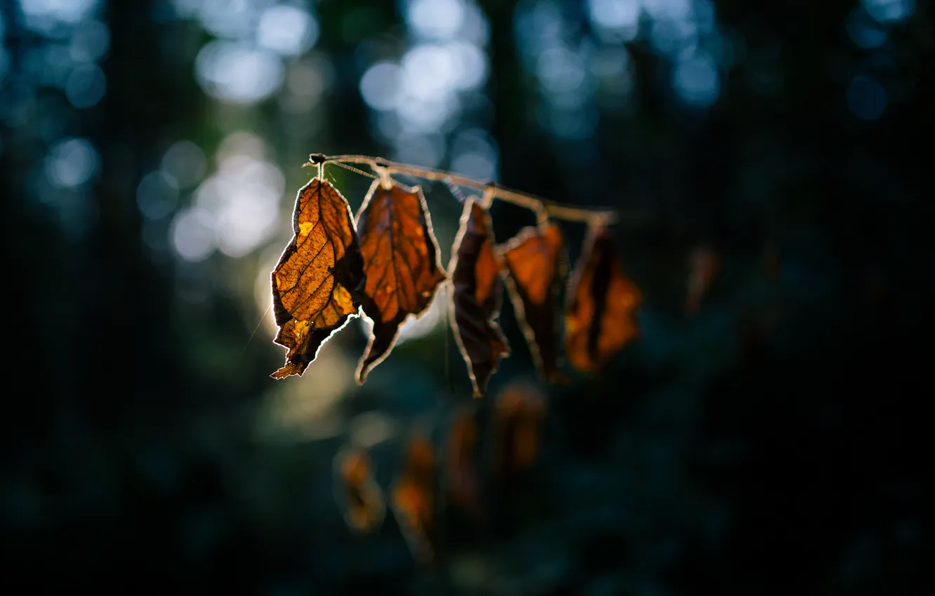 Photo wallpaper leaves, branches, glare, autumn