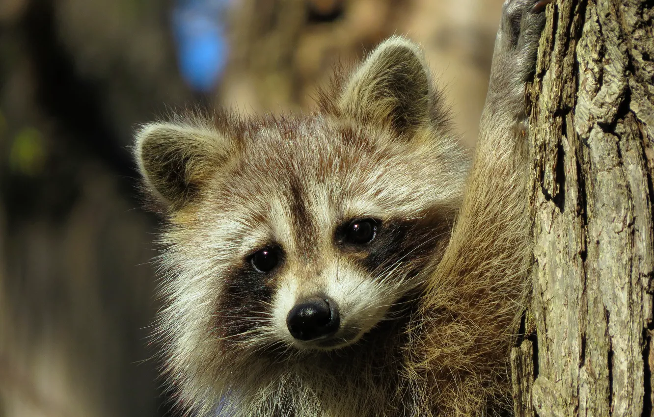 Photo wallpaper look, muzzle, raccoon