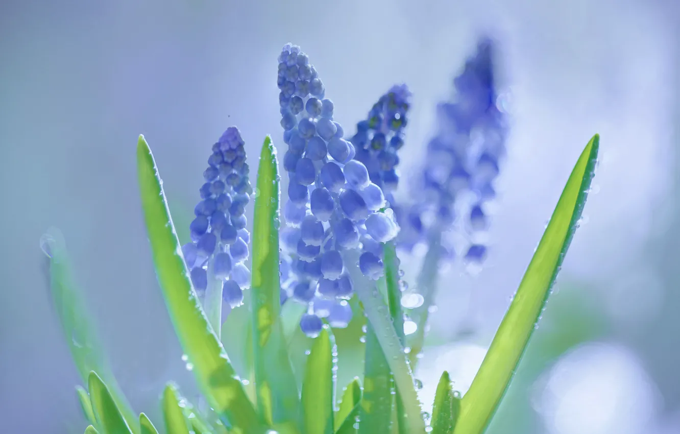 Photo wallpaper Muscari, Viper onion, hyacinth mouse