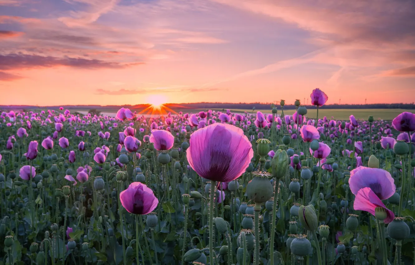 Photo wallpaper field, sunset, flowers, Maki, Germany, poppy field