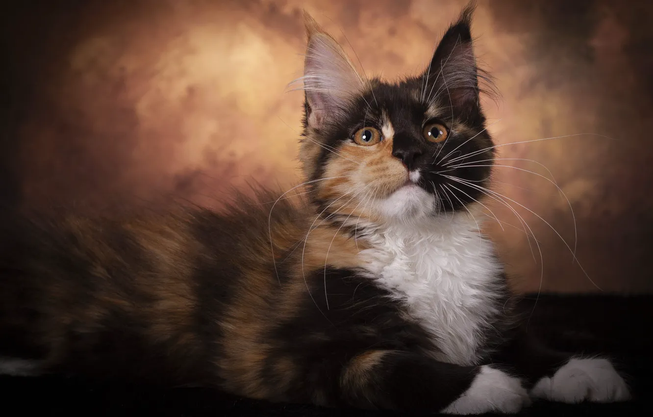 Photo wallpaper cat, look, pose, the dark background, kitty, muzzle, lies, fur