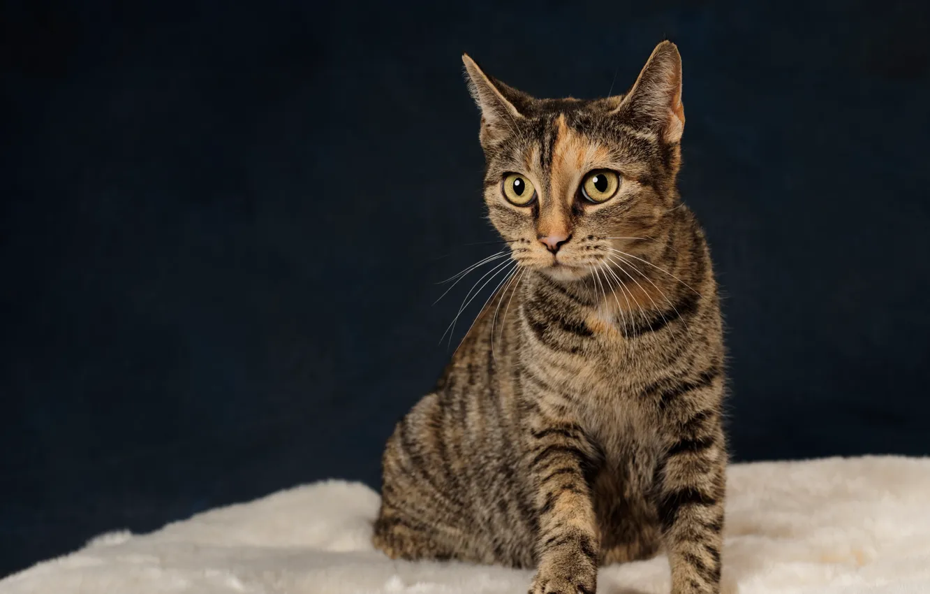 Photo wallpaper cat, look, the dark background, sitting, striped