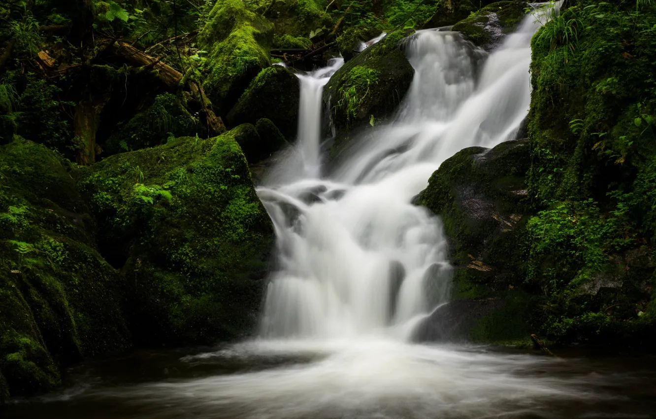 Photo wallpaper forest, trees, waterfall, stream