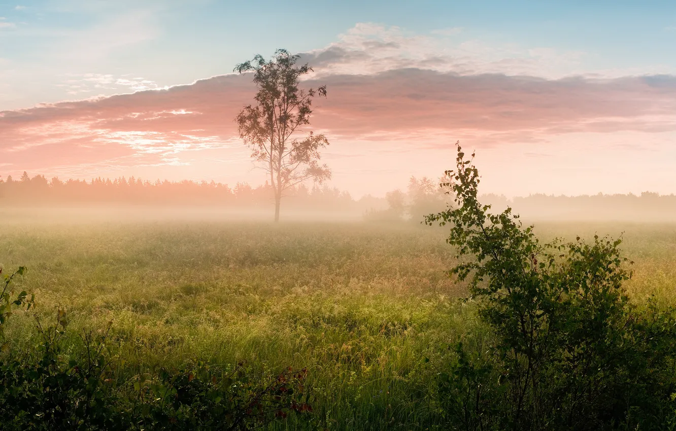 Photo wallpaper field, forest, summer, the sky, grass, clouds, trees, landscape