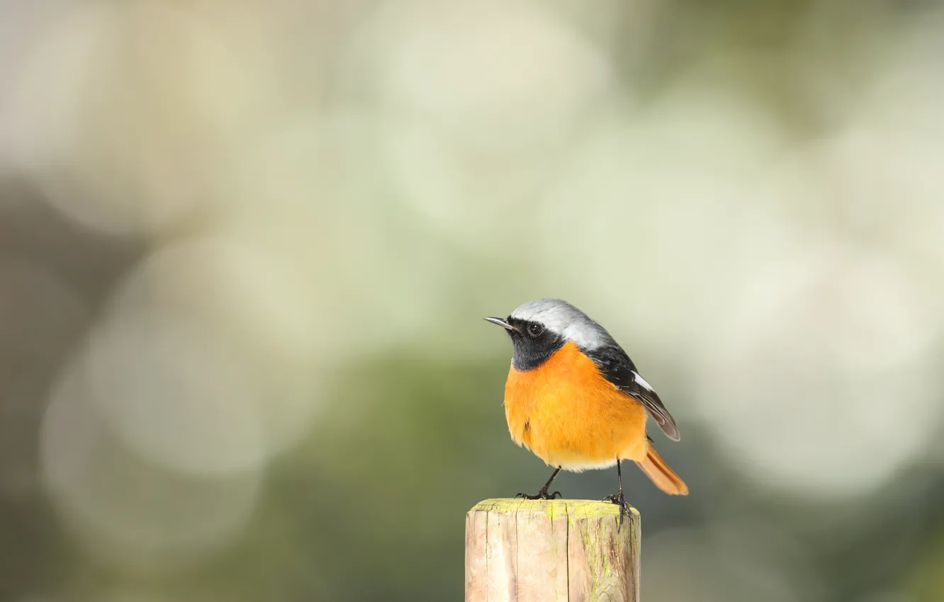 Photo wallpaper background, bird, bokeh, columns, Redstart