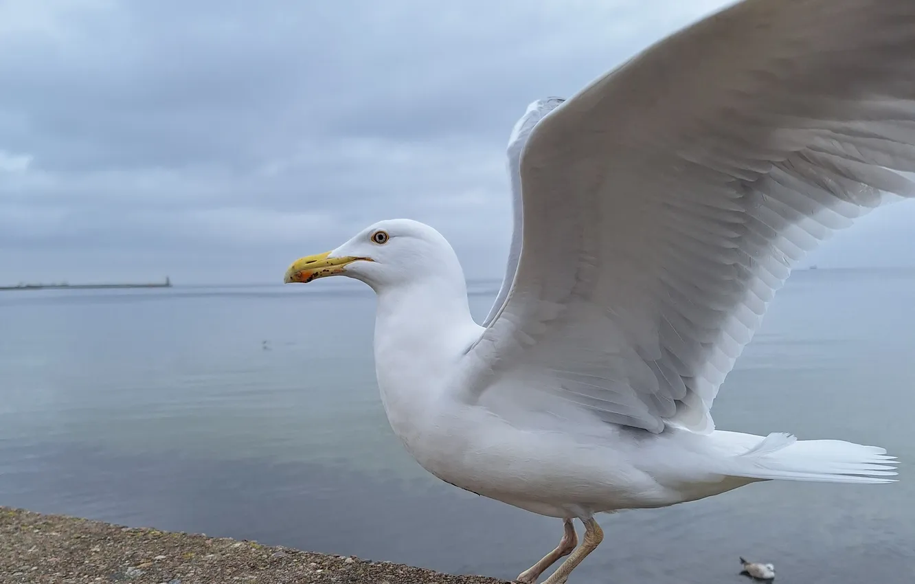 Photo wallpaper Bulwar, Rybitwa, Baltic Sea