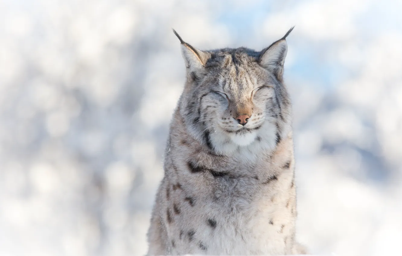 Photo wallpaper winter, face, portrait, predator, lynx, wild cat, squints