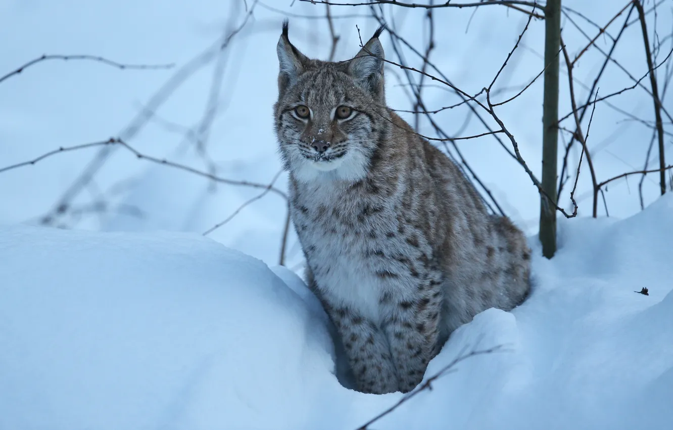 Photo wallpaper winter, look, snow, branches, lynx, wild cat