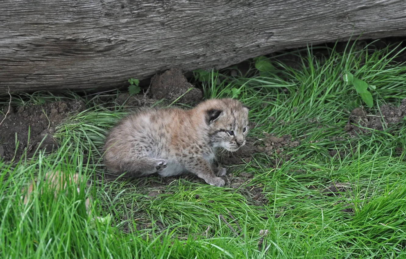 Photo wallpaper cat, grass, log, kitty, lynx